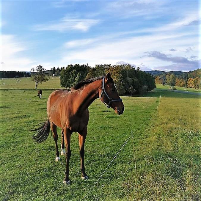 Roubenka - Jesenka